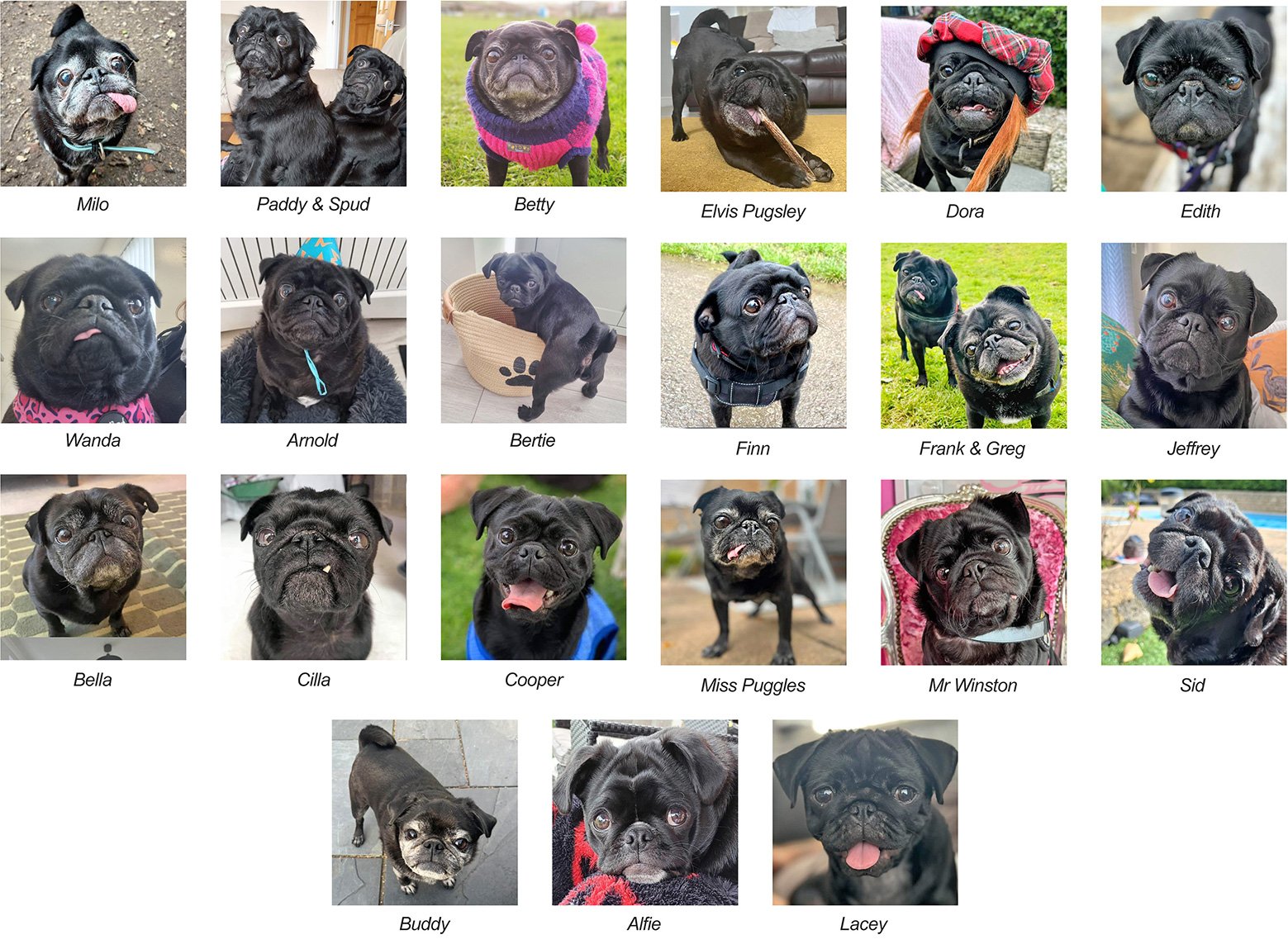 Happy National Black Dog Day