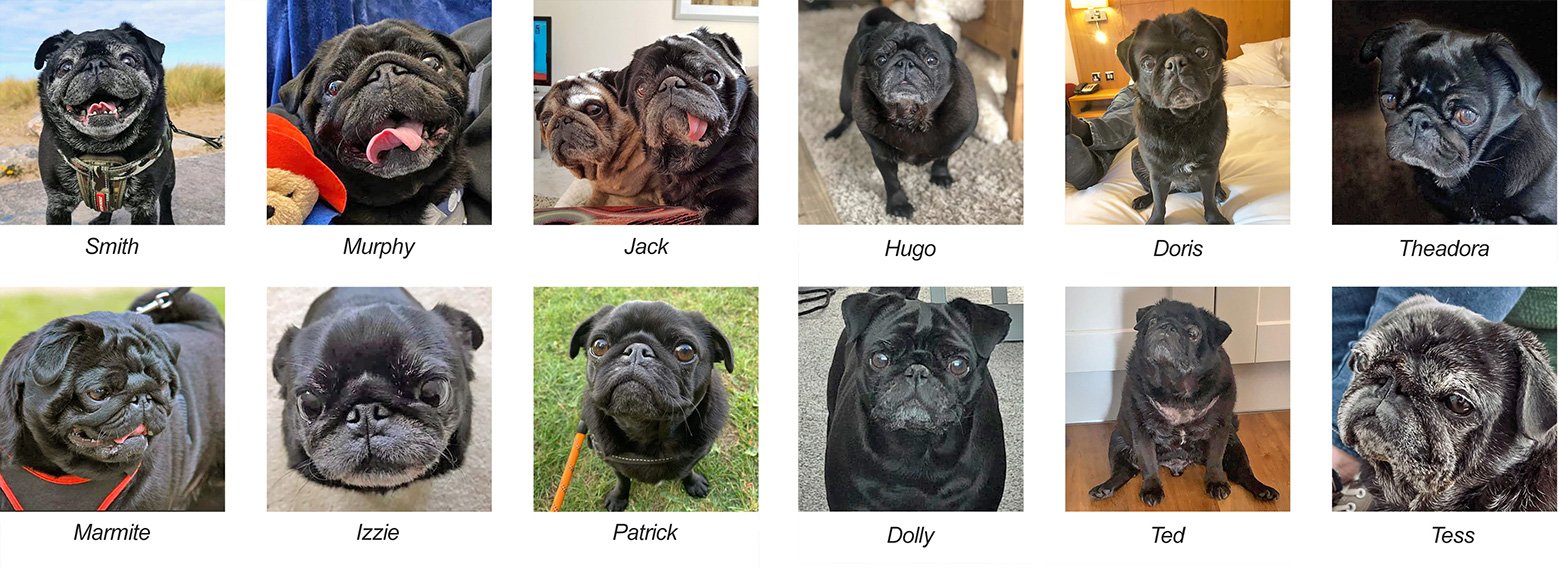 Happy National Black Dog Day