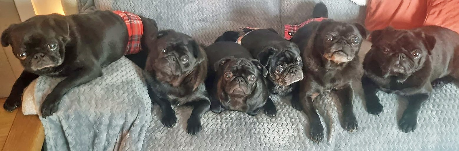 Happy National Black Dog Day