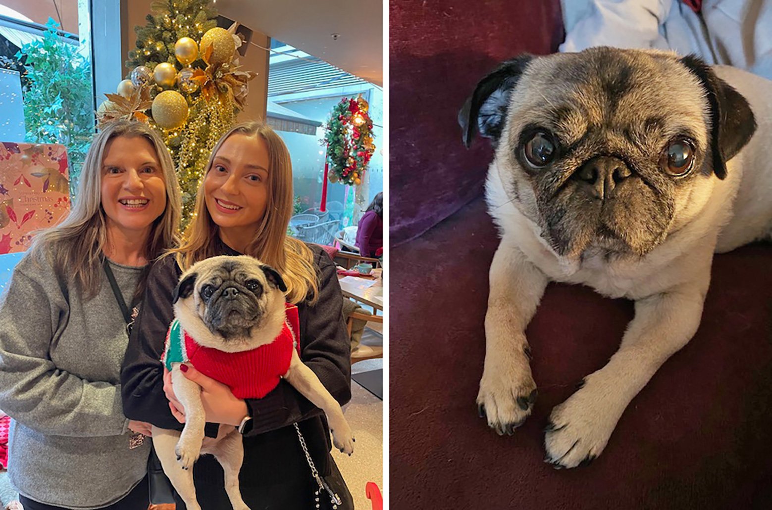 Laura's story of adopting Ethel