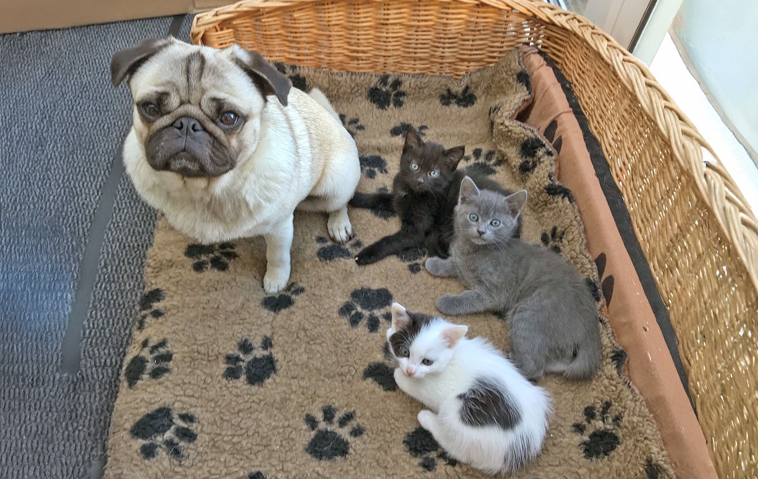 Anne's Pug Iris keeping the kittens company