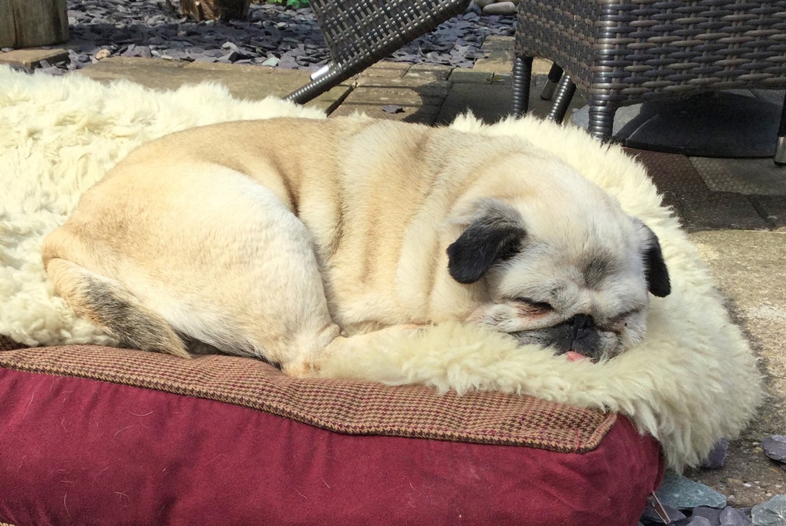 Anne's Pug Lucy asleep