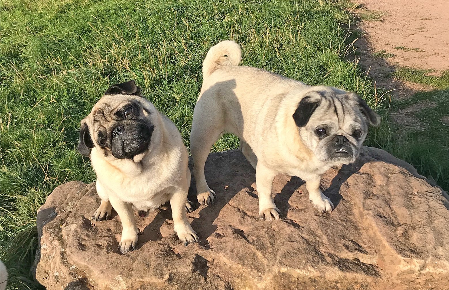 Anne's Pugs Percy & Alfie