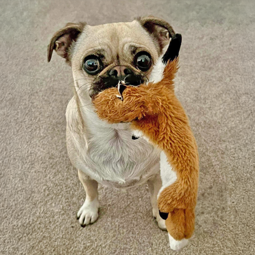 Details for adopting a Pug through Pug Welfare & Rescue