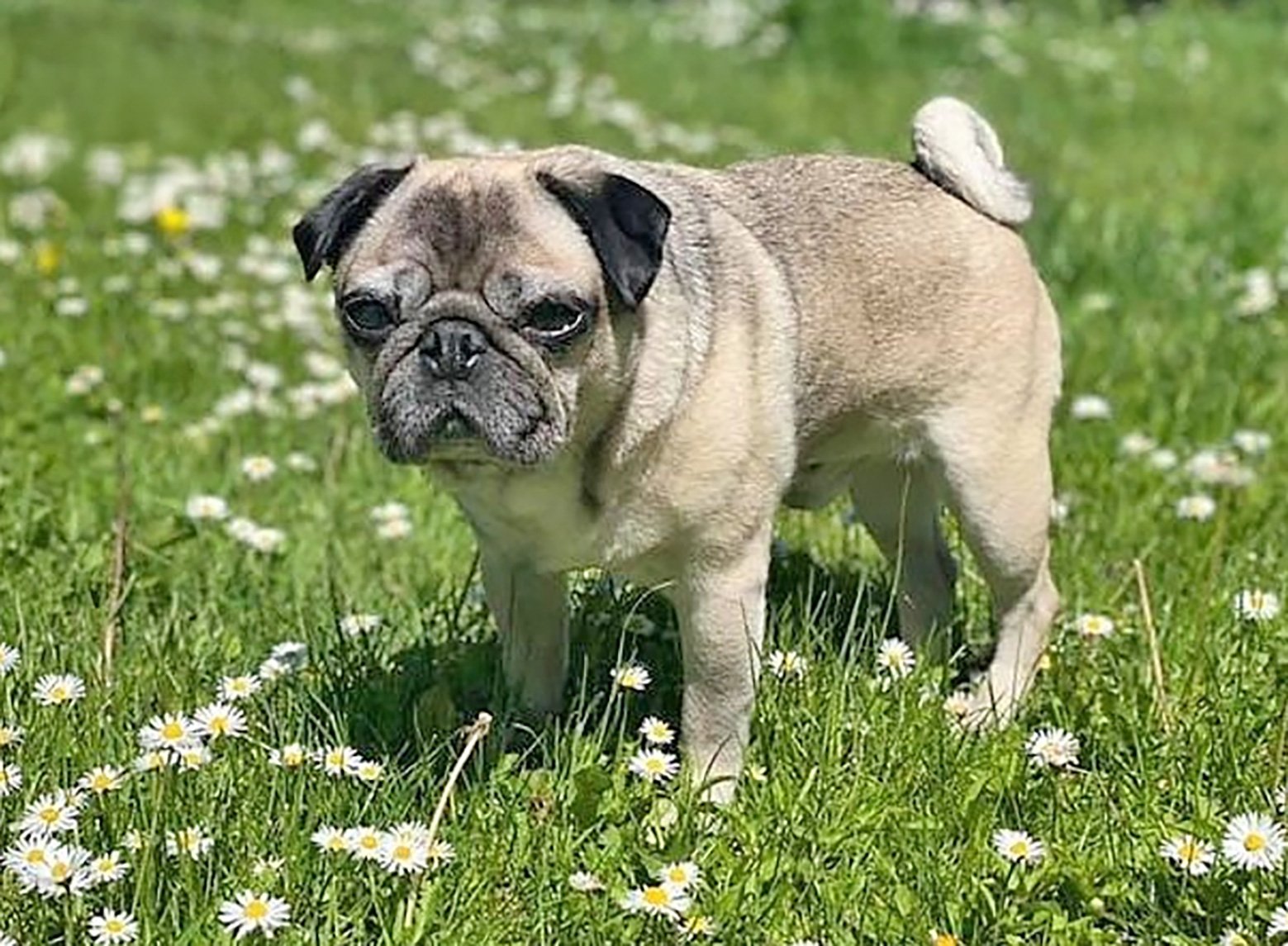 Atopic Dermatitis in pugs