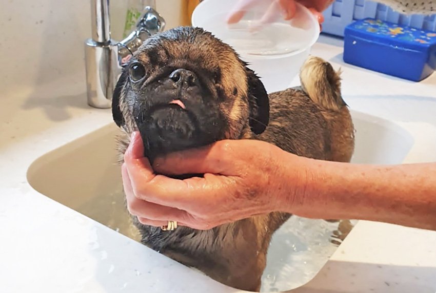 Bathing is good for Atopic Dermatitis in pugs
