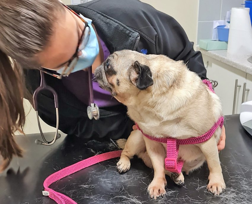 Atopic Dermatitis in pugs might mean a trip to the vet