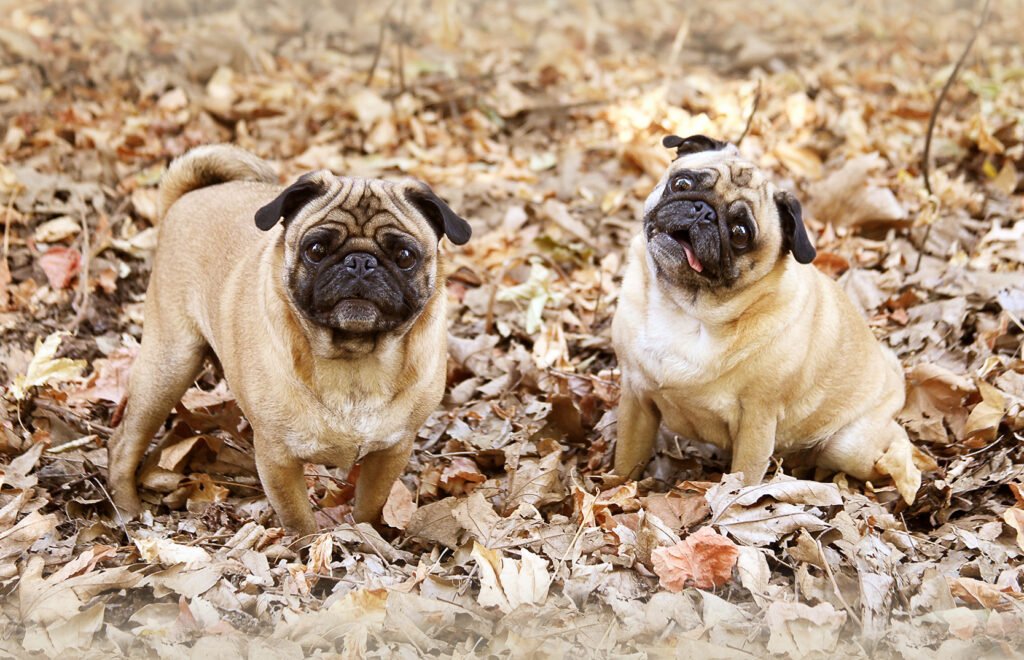 Two pugs watching out for Hazards for Autumn