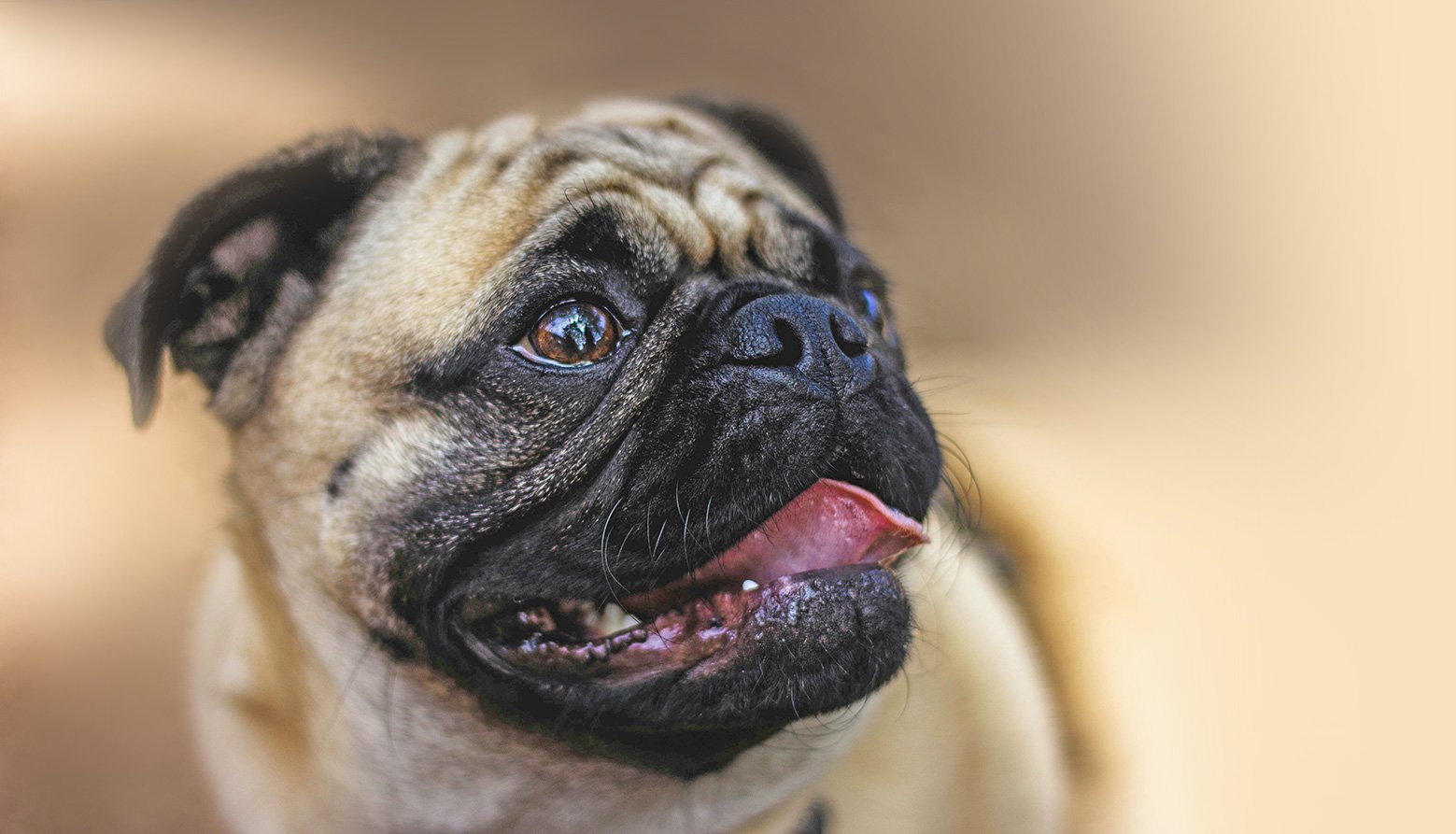 Brachycephalic Obstructive Airway Syndrome