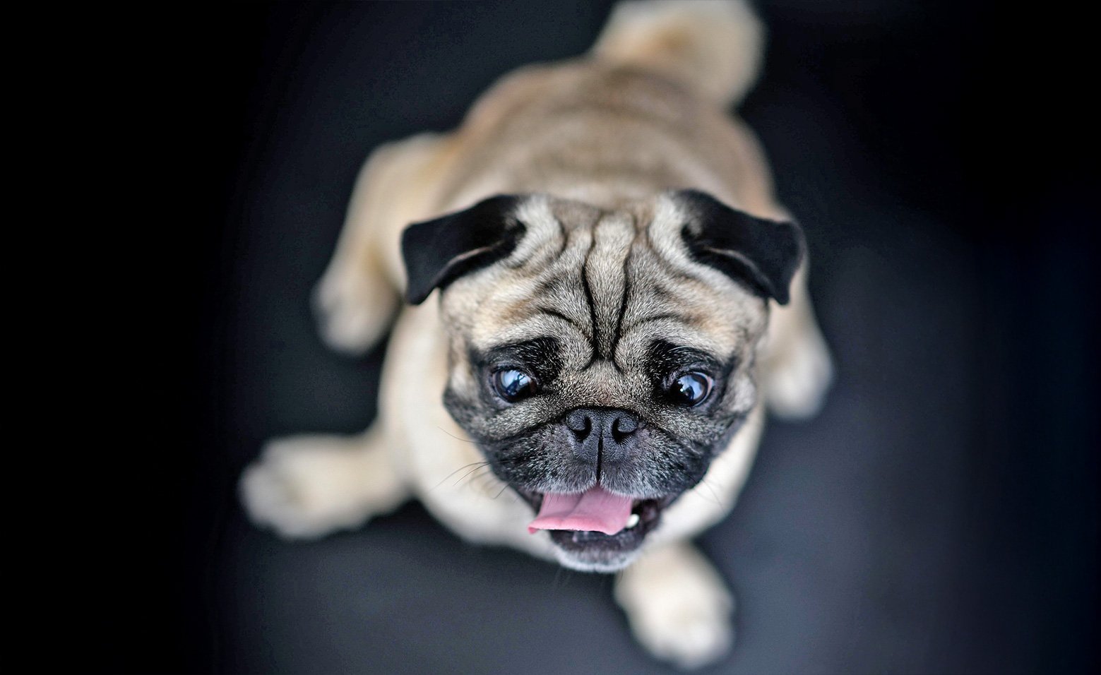 Brachycephalic Obstructive Airway Syndrome