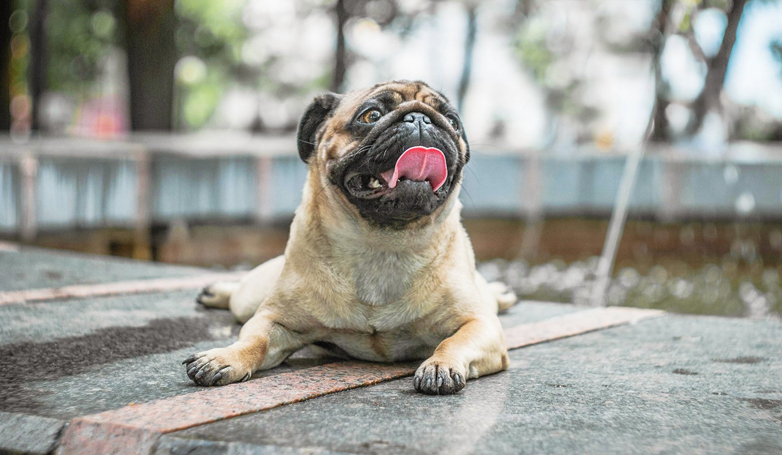 Brachycephalic Obstructive Airway Syndrome