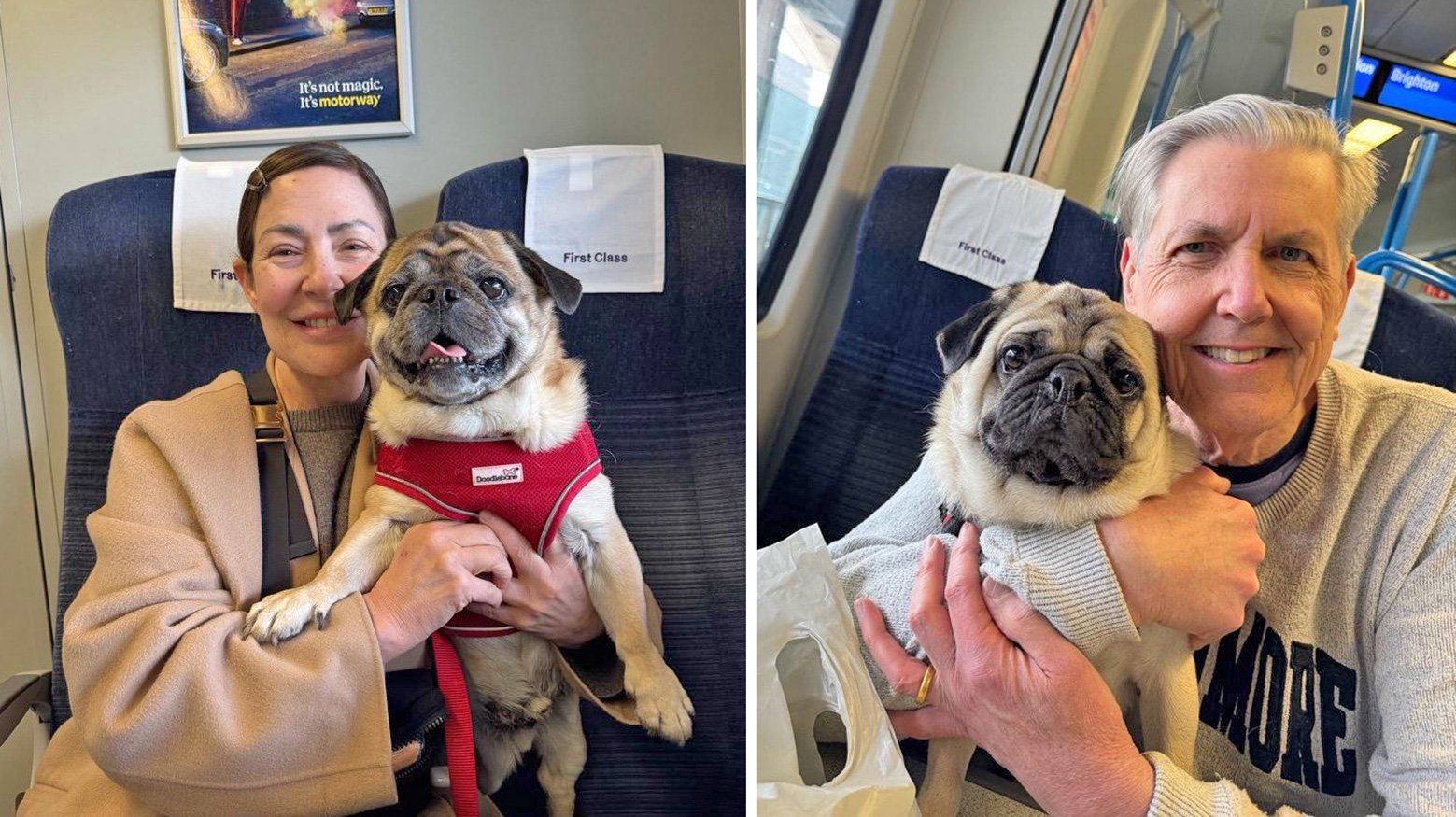 PWR pugs travelling in style in first class - Thankyou to our Transporters!