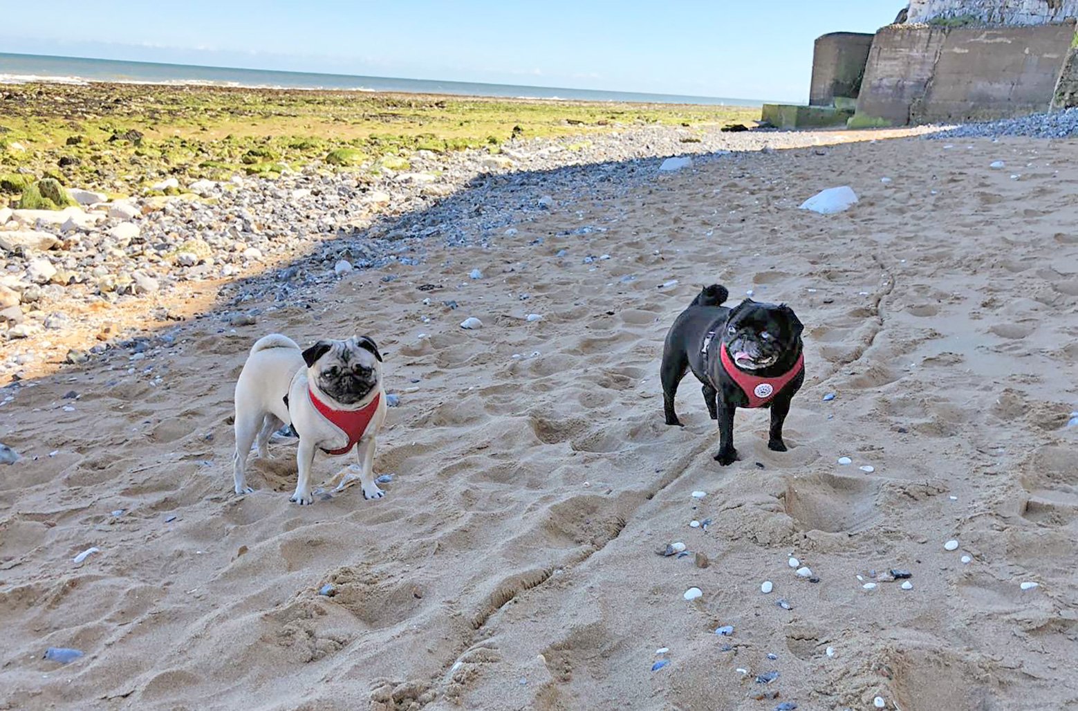 I found the process of adopting through PDWRA quite straight forward