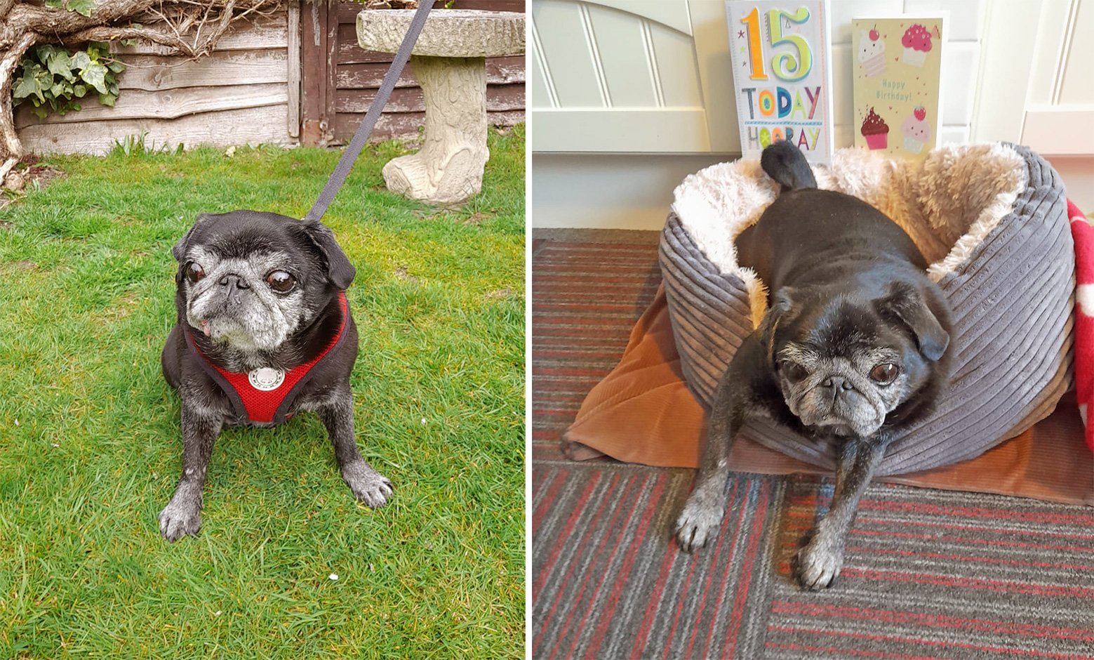 The pugs I have adopted have always enjoyed a holiday away with us