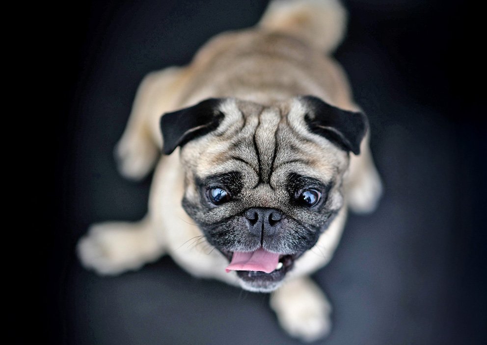 Brachycephalic Obstructive Airway Syndrome