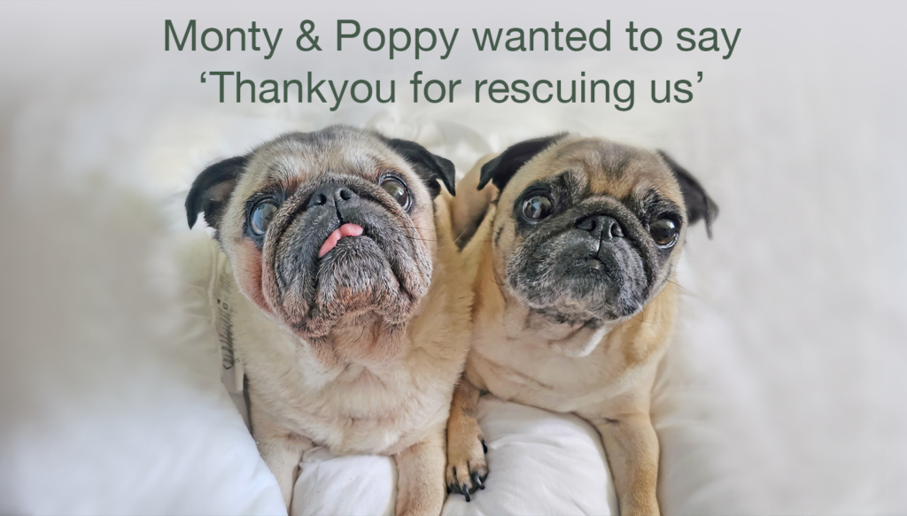 A special bi-annual PWR Patron's newsletter