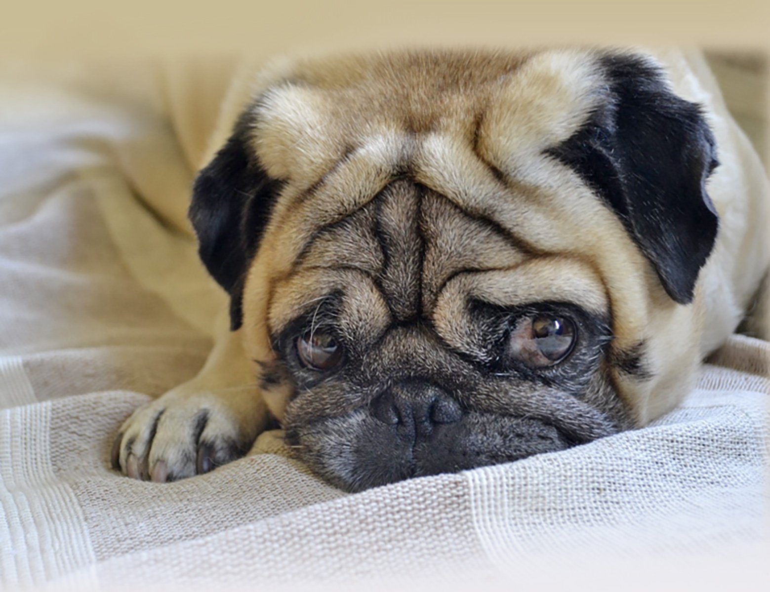 Canine Brucellosis in pugs