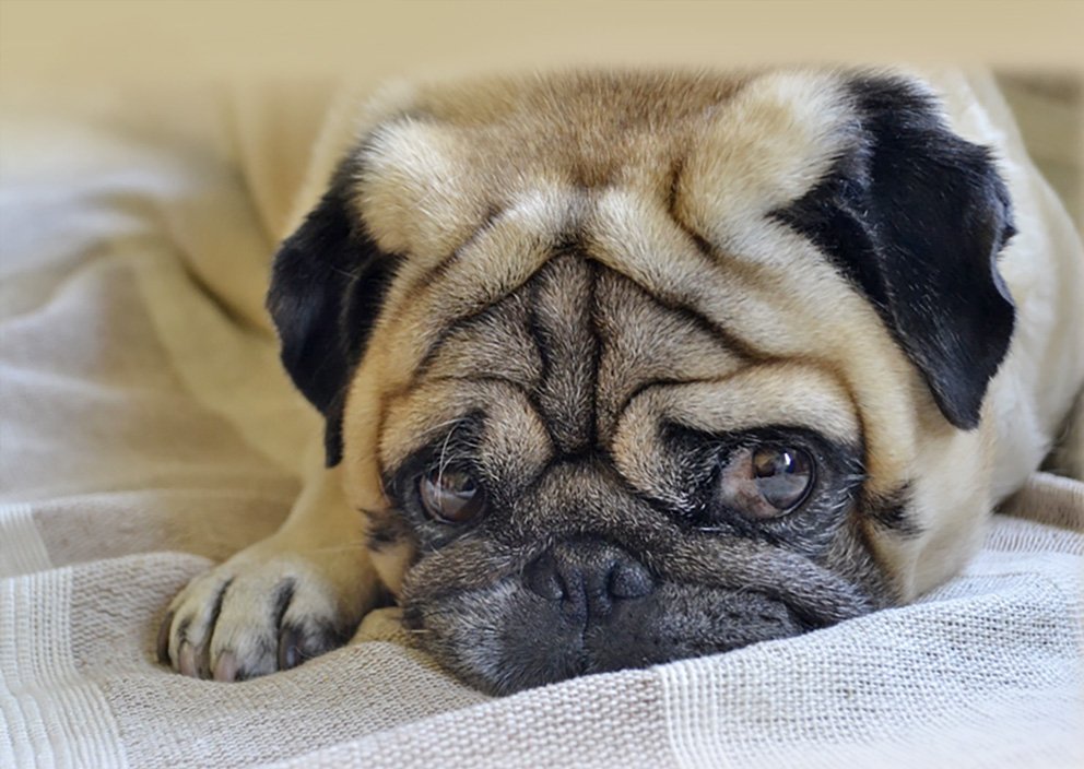 Canine Brucellosis in pugs