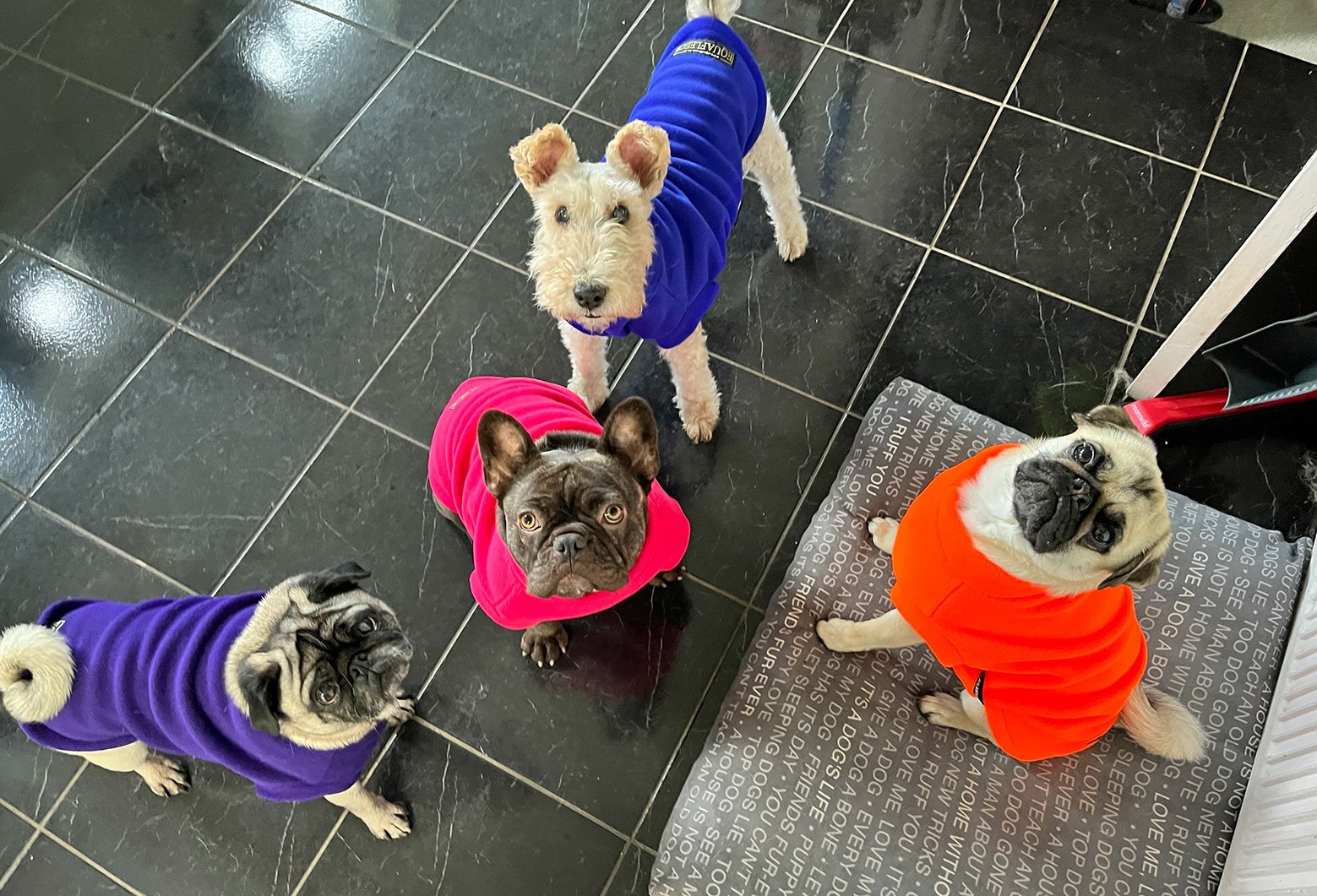 PWR Area Coordinator Cara's group of dogs