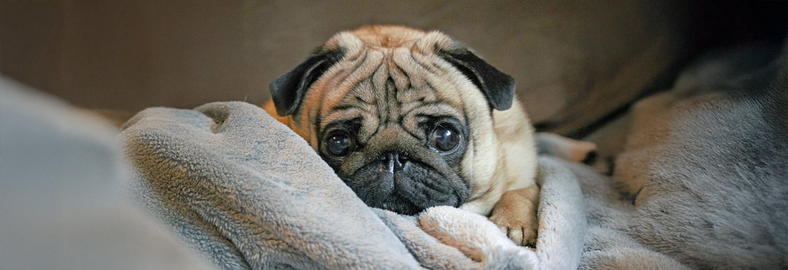 Pugs aren't usually keen on cold weather and will try to avoid it