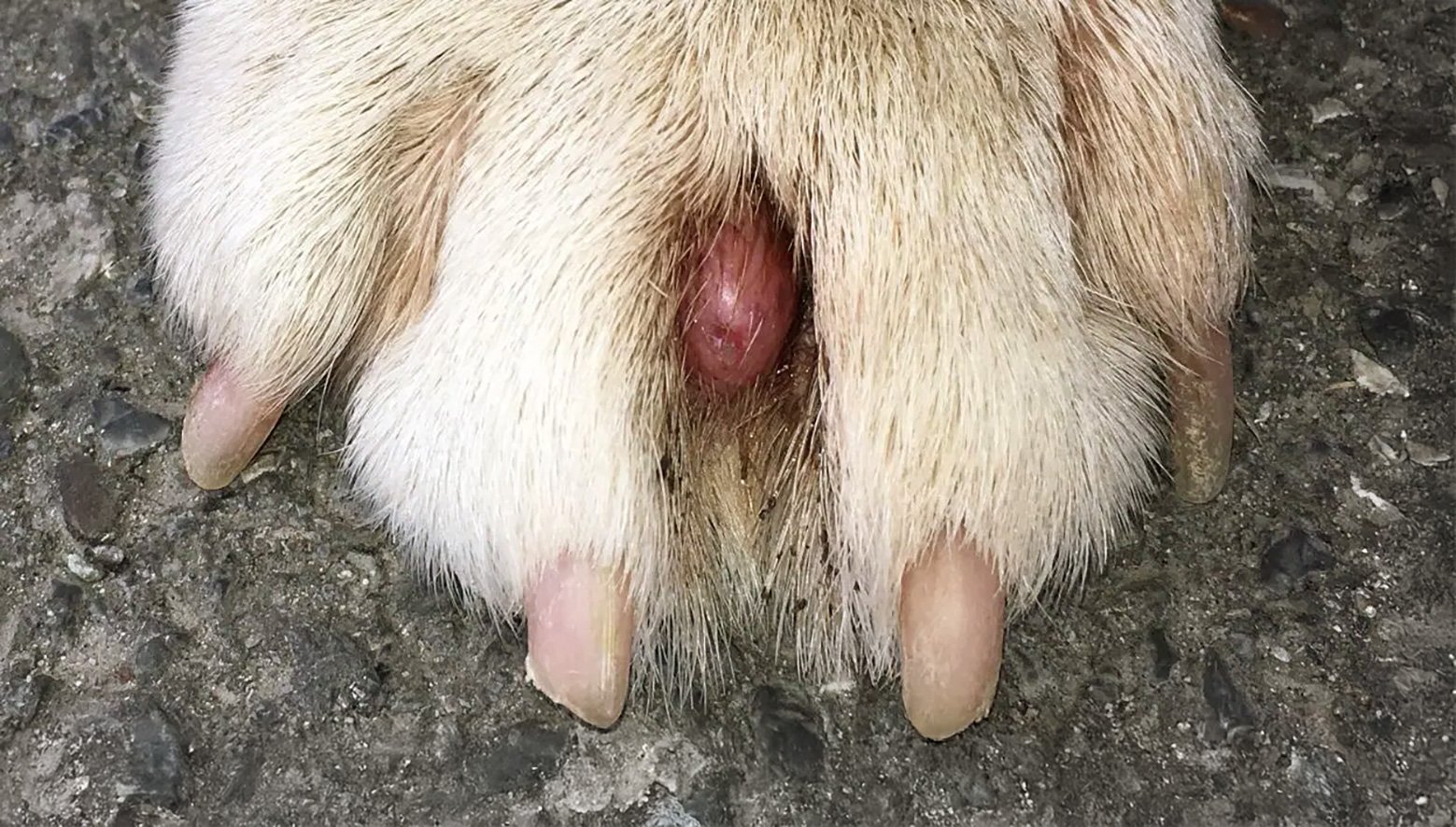 Interdigital Cysts in pugs