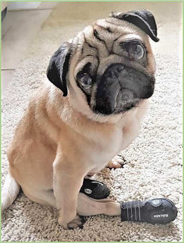 Interdigital Cysts in pugs