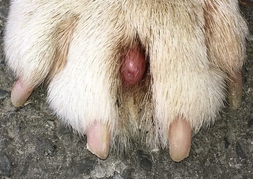 Interdigital Cysts in pugs