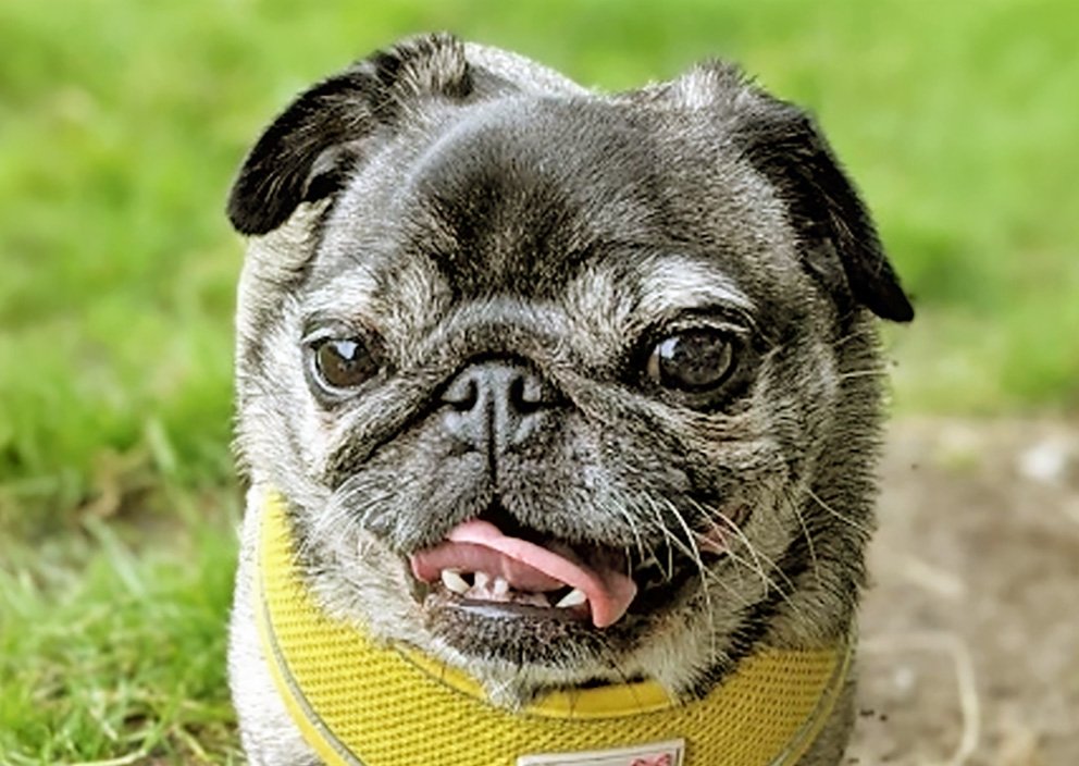 Dental Disease in Pugs