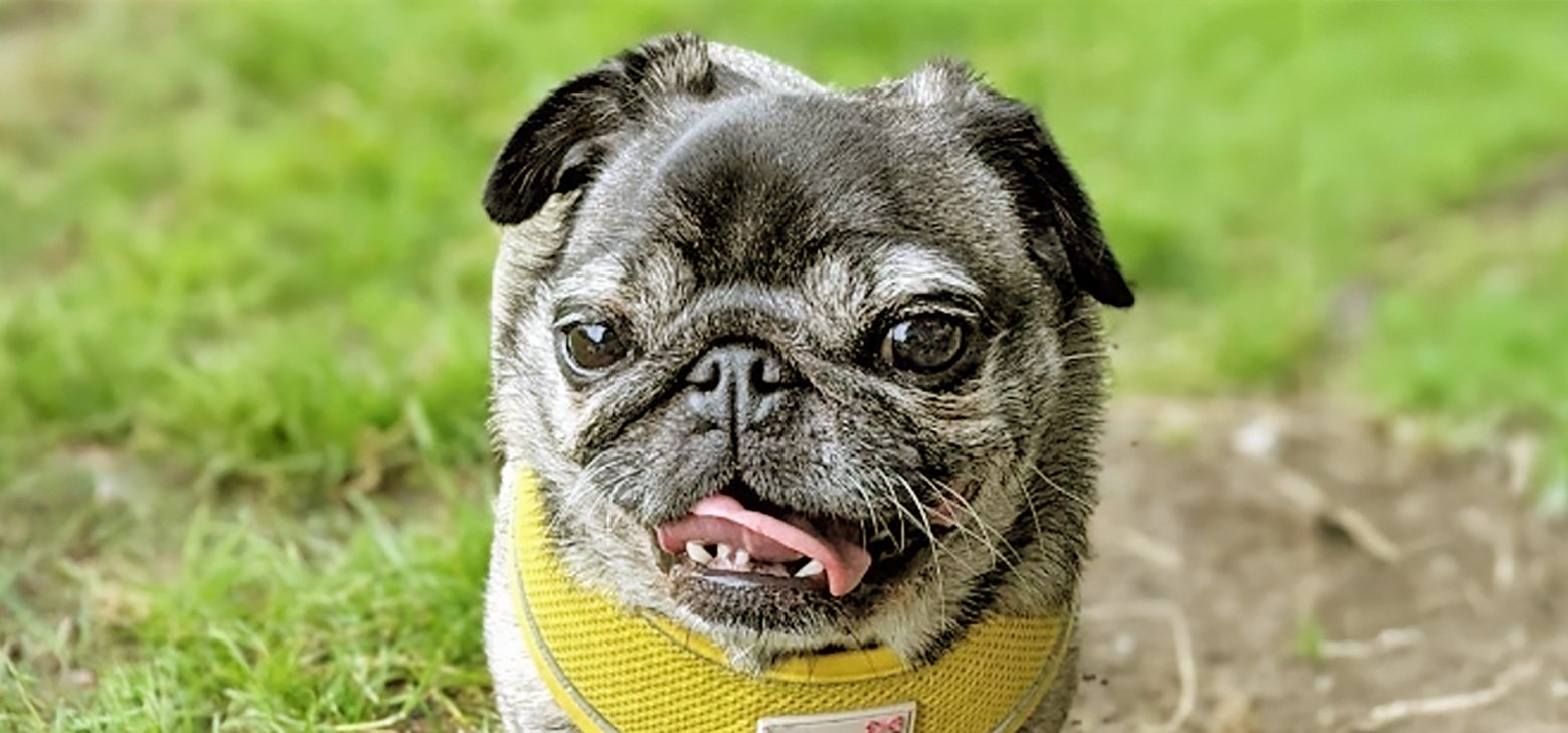 Dental Disease in Pugs
