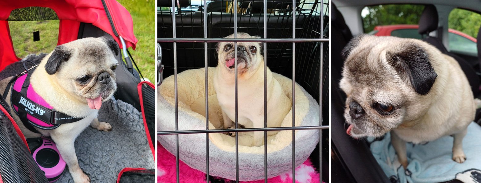 Driving Miss Dolly to her new home