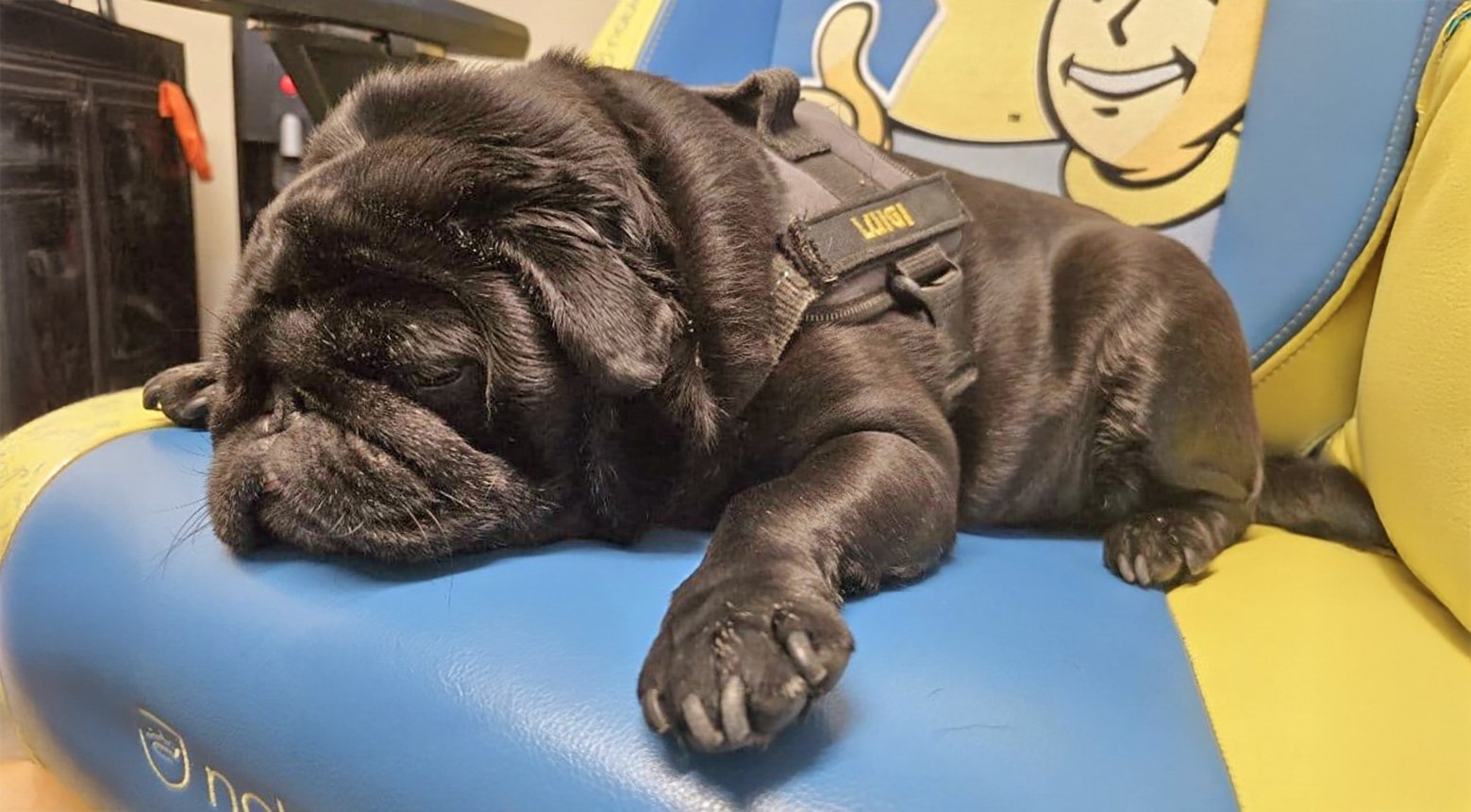 Dolly's new brother Luigi