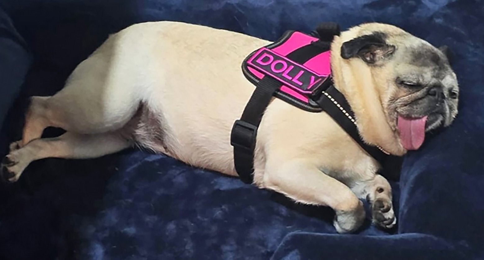 Dolly rcovering from her long journey