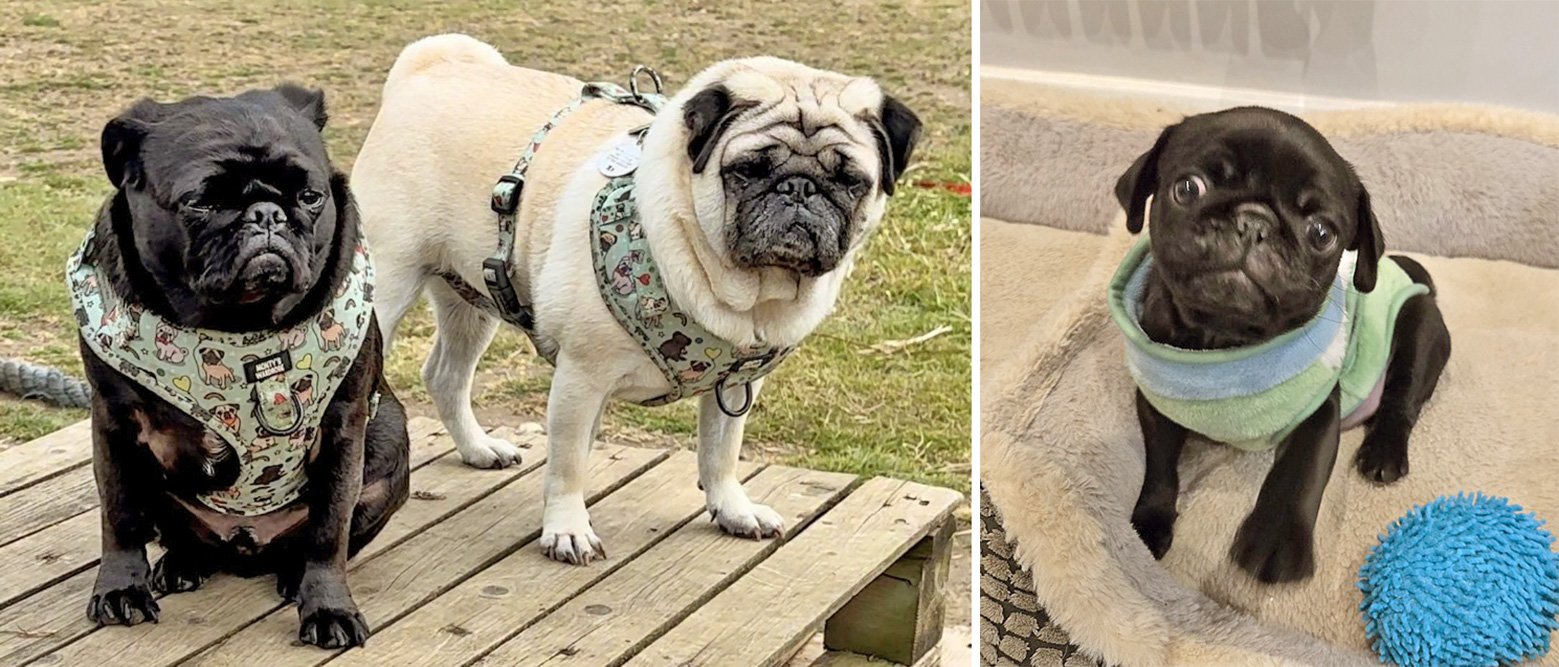 Emma's pugs hanging out in the garden