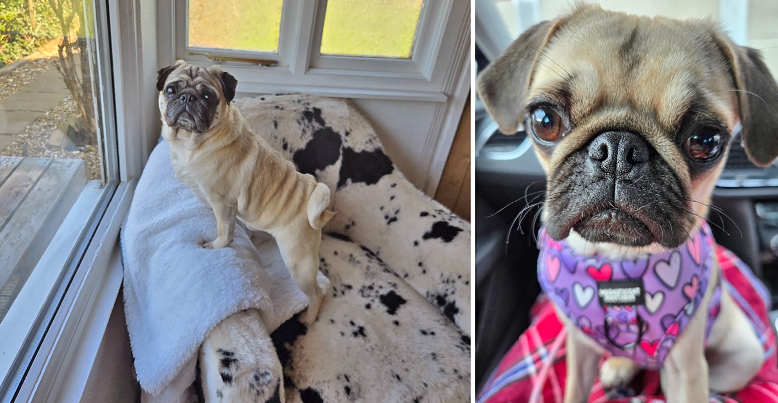 Emma's pugs at home in Lincolnshire