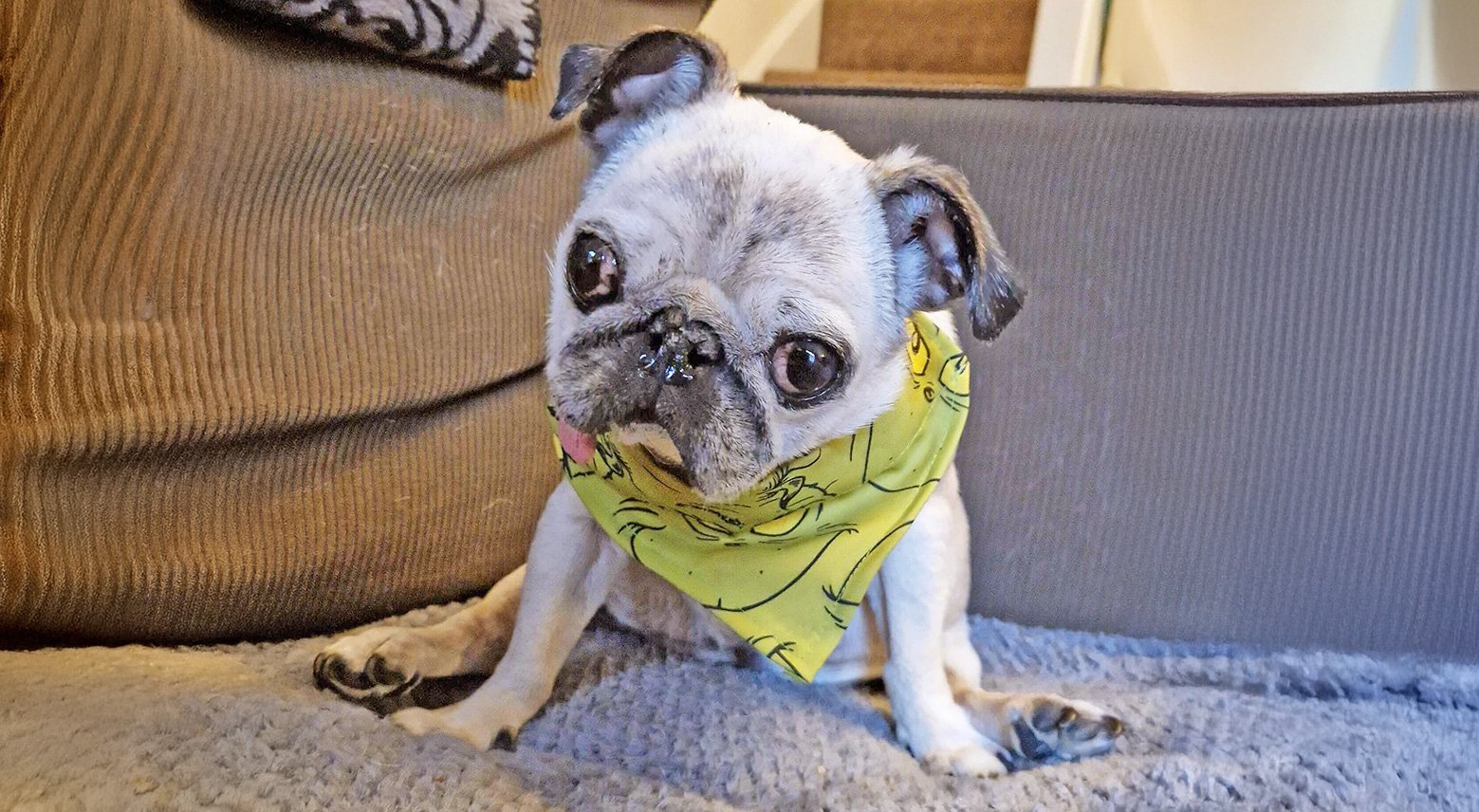 PWR Home Checker Kate's pug Ellaroo