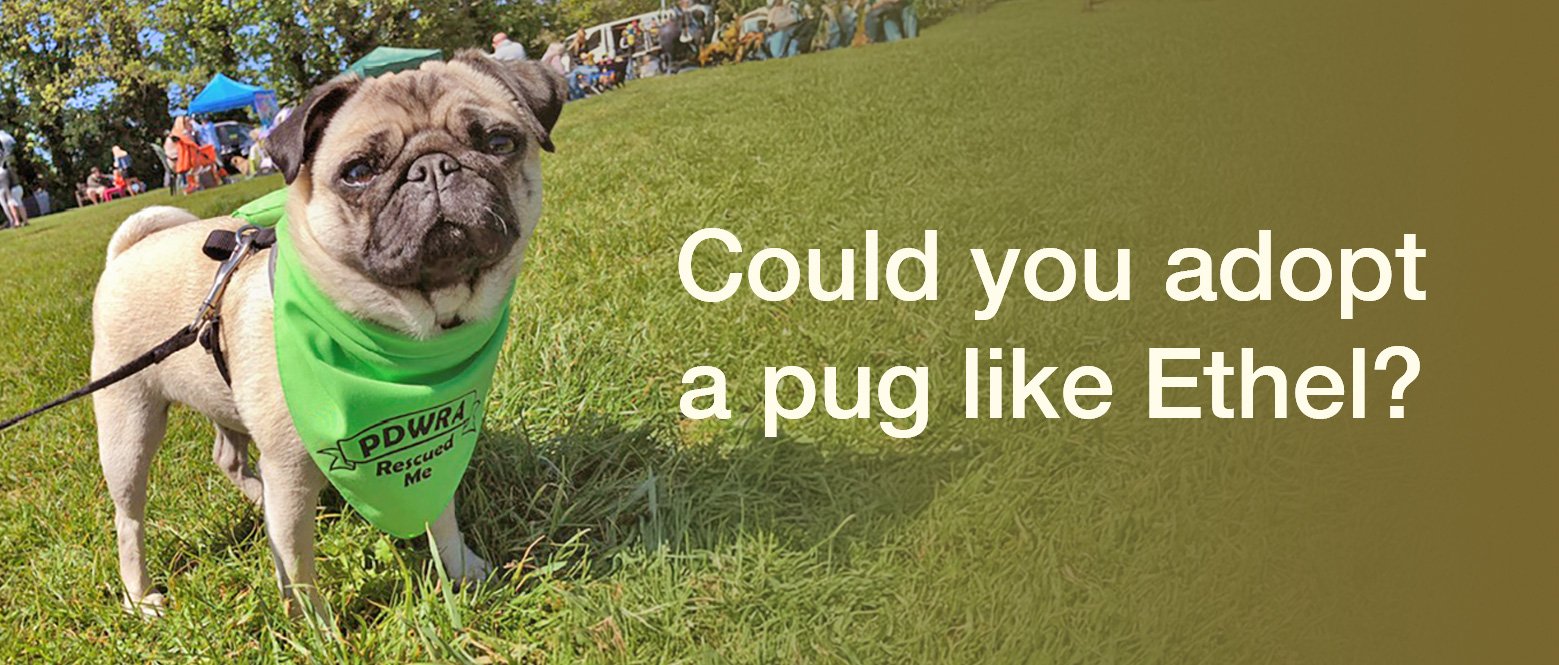 Could you adopt a PDWRA or PWR Pug?