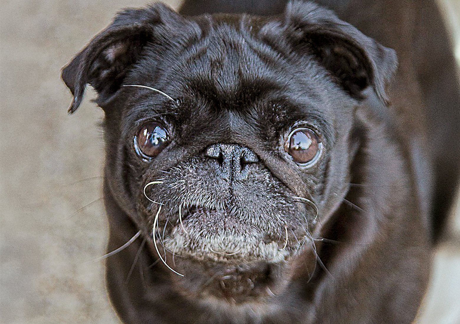 Eye conditions in pugs