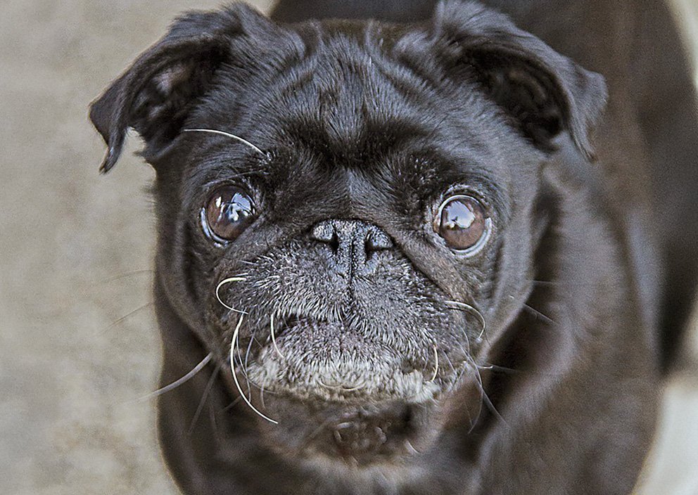 Eye conditions in pugs