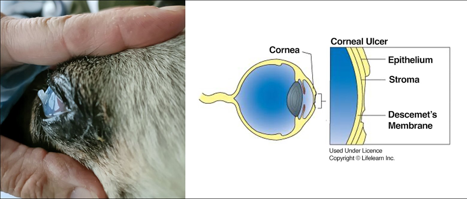 Eye conditions in pugs