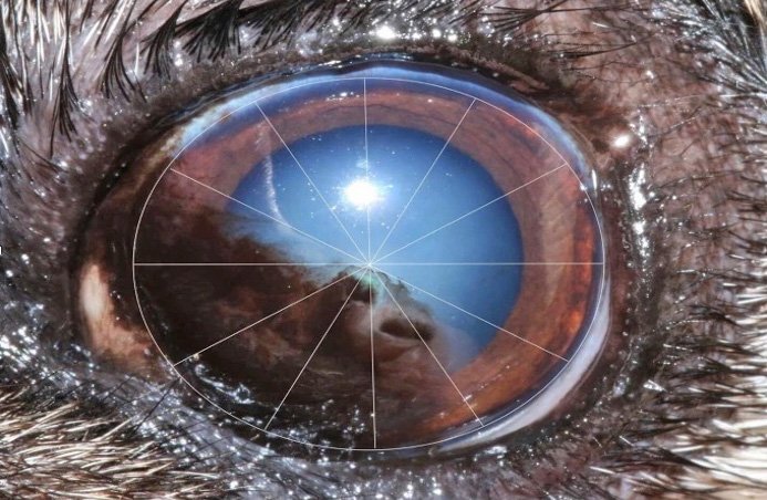 Part 2 of Eye Conditions in pugs