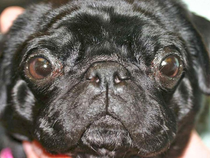 Part 2 of Eye Conditions in pugs