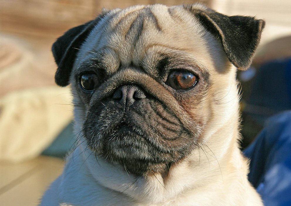Part 2 of Eye Conditions in pugs