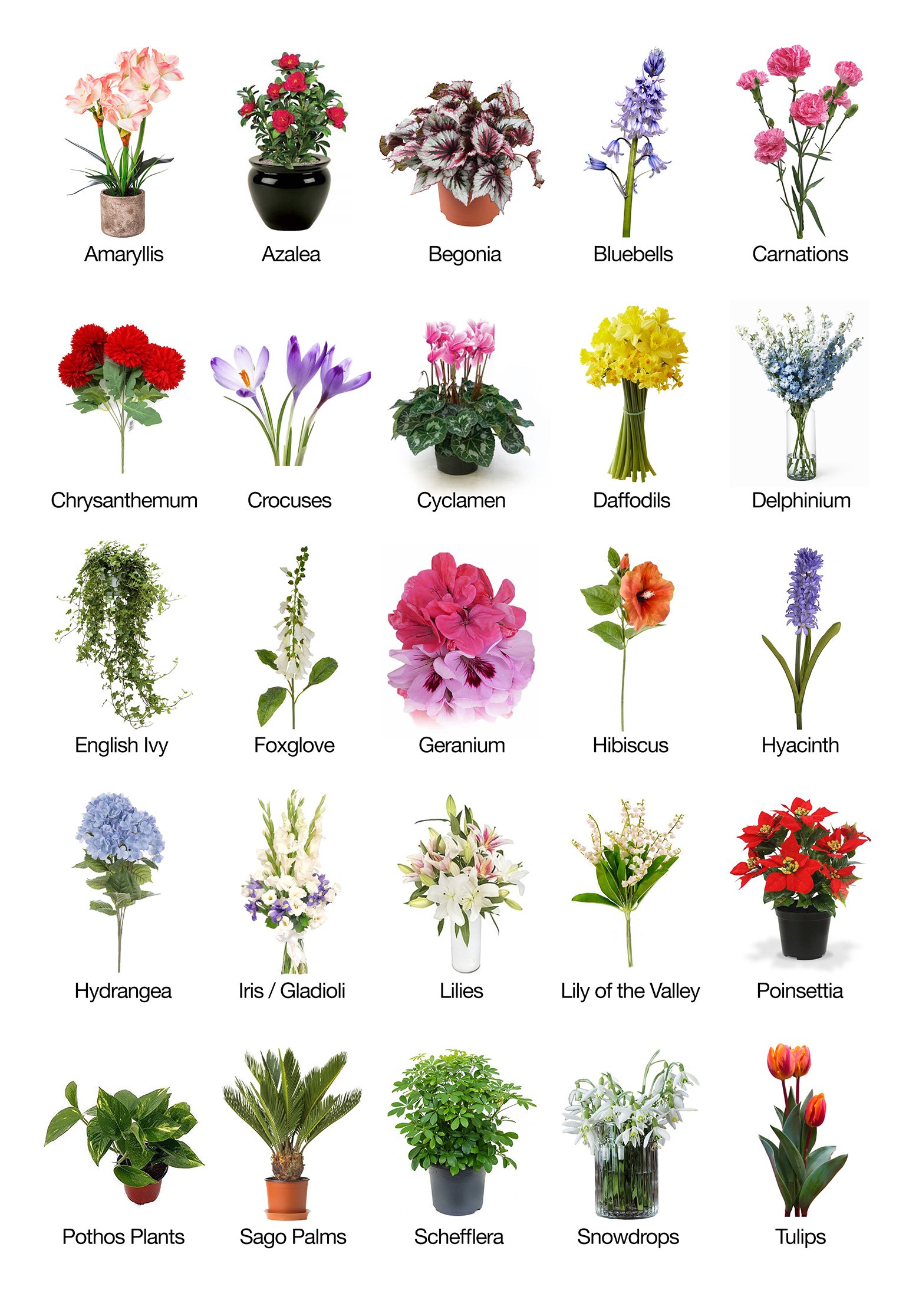 Flowers that are poisonous for your pug to eat
