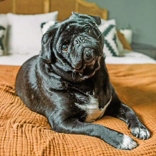 Details for fostering a Pug through Pug Welfare & Rescue