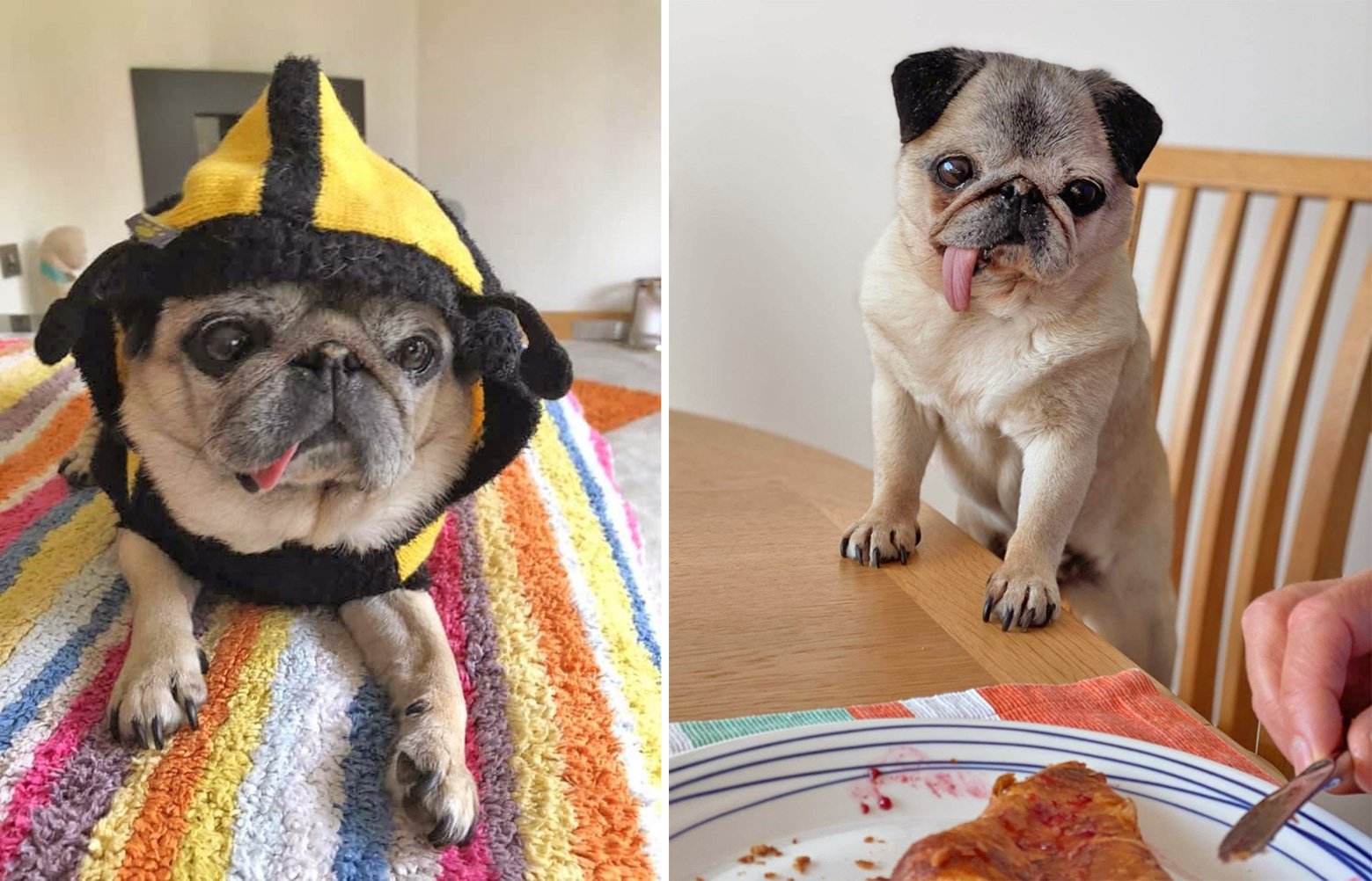 Two of Helen McKee's adopted pugs