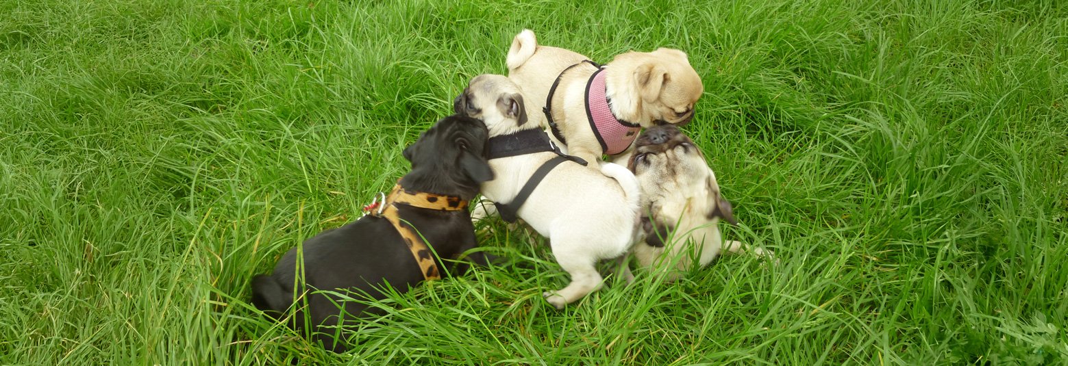Pugs playing together on the grass