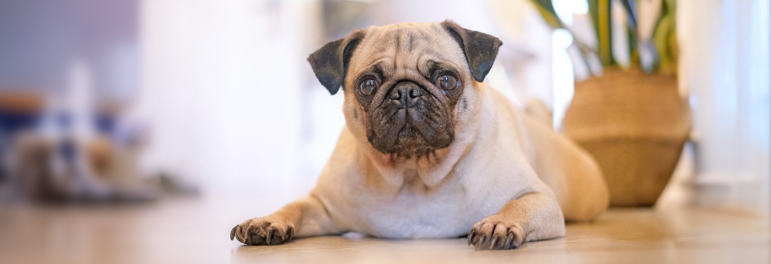 Homechecking is an important part of checking if an adopter's home will be suitable for a pug