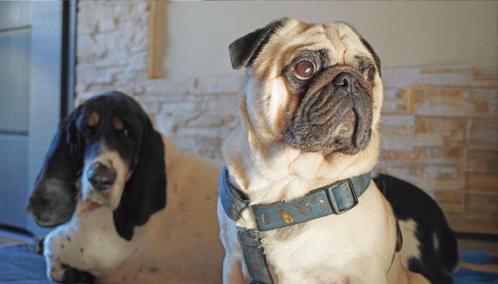 Home Checking is one of the volunteer roles available at PWR