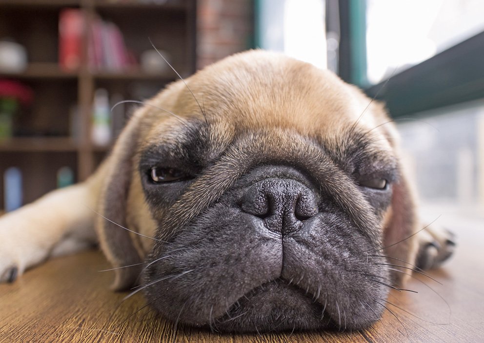 Helen McKee's advice on Pet Insurance