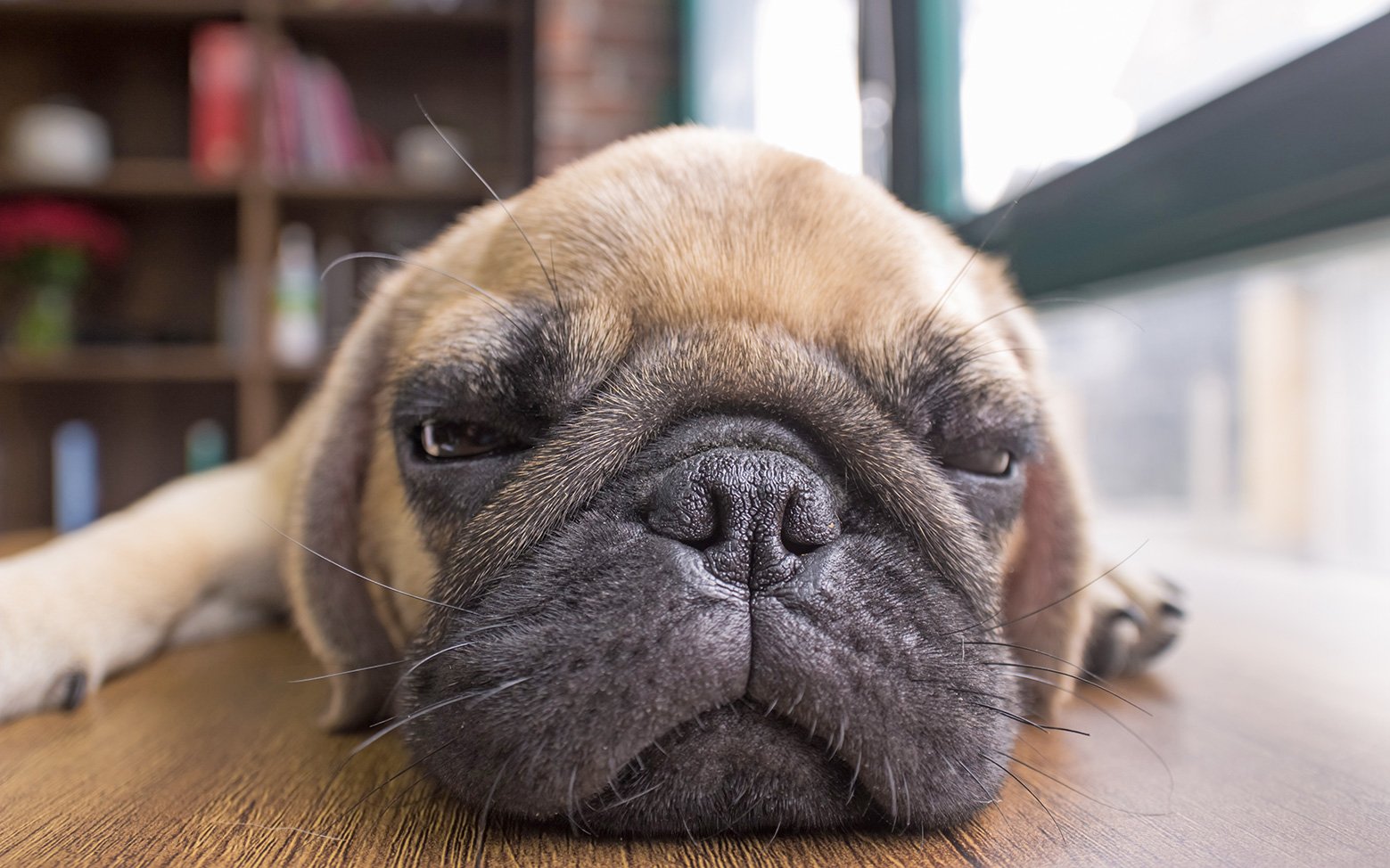 Helen McKee's advice on Pet Insurance